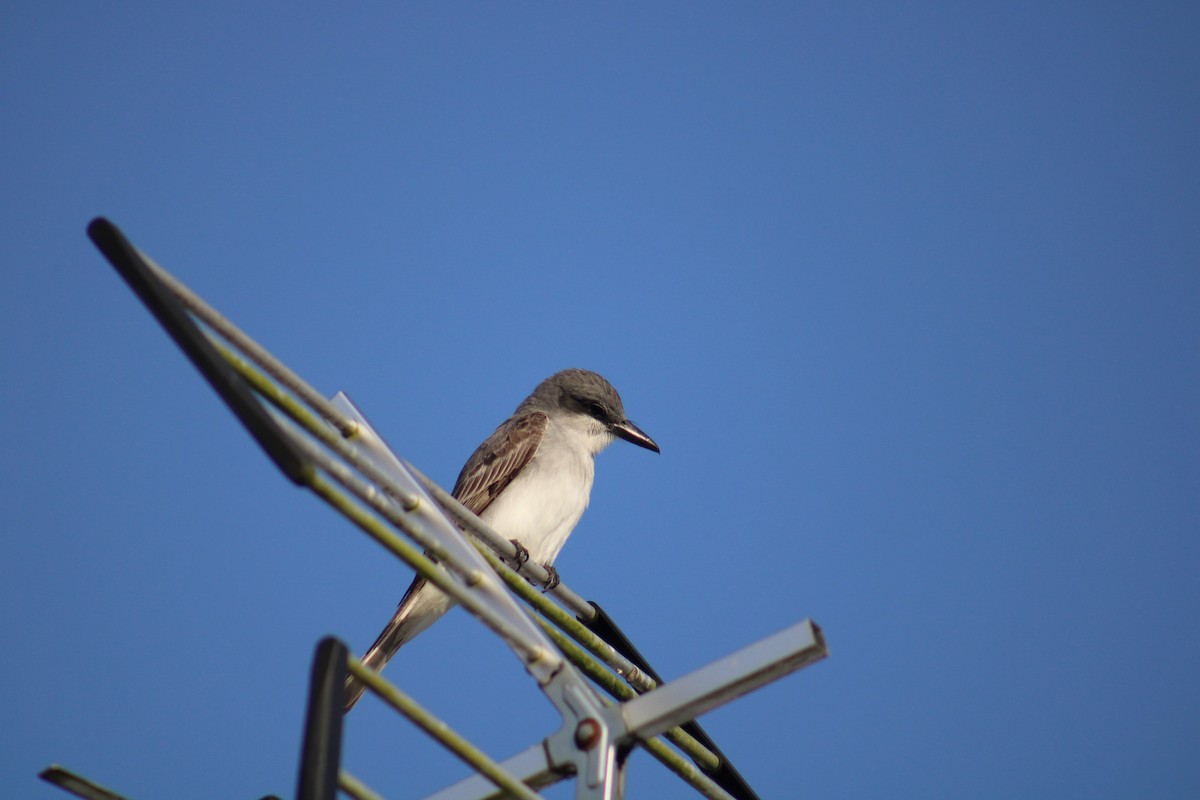 Gray Kingbird - Damaris Cardona Aponte