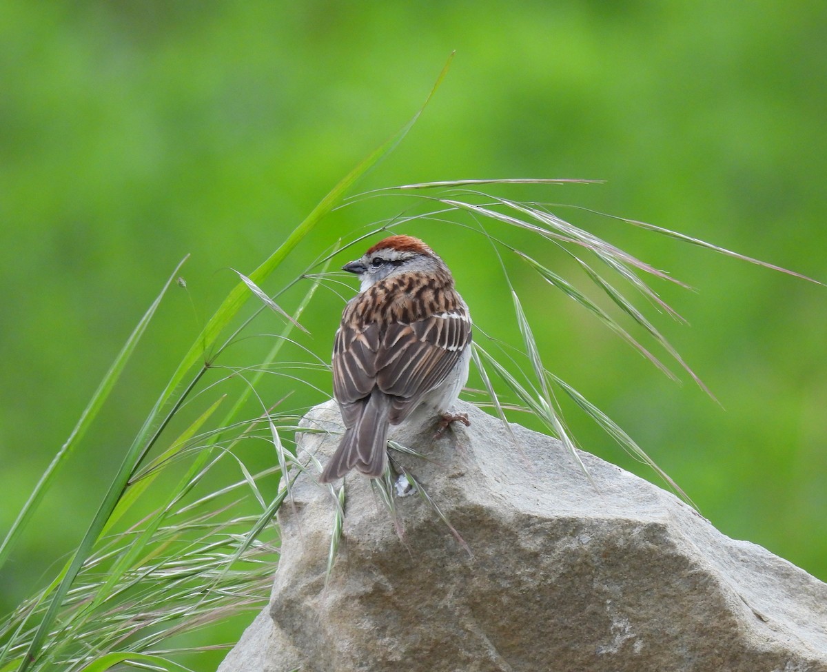Chipping Sparrow - ML618856590