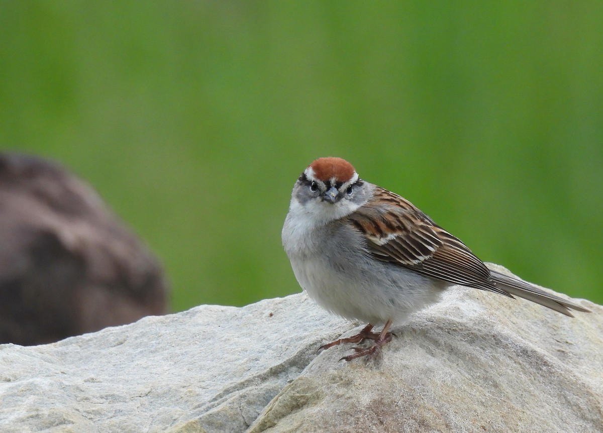 Chipping Sparrow - Corvus 𓄿