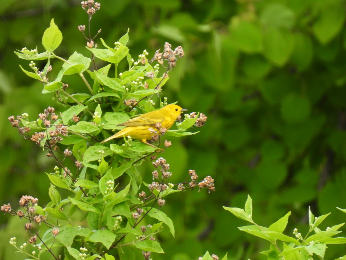 Yellow Warbler - ML618856609