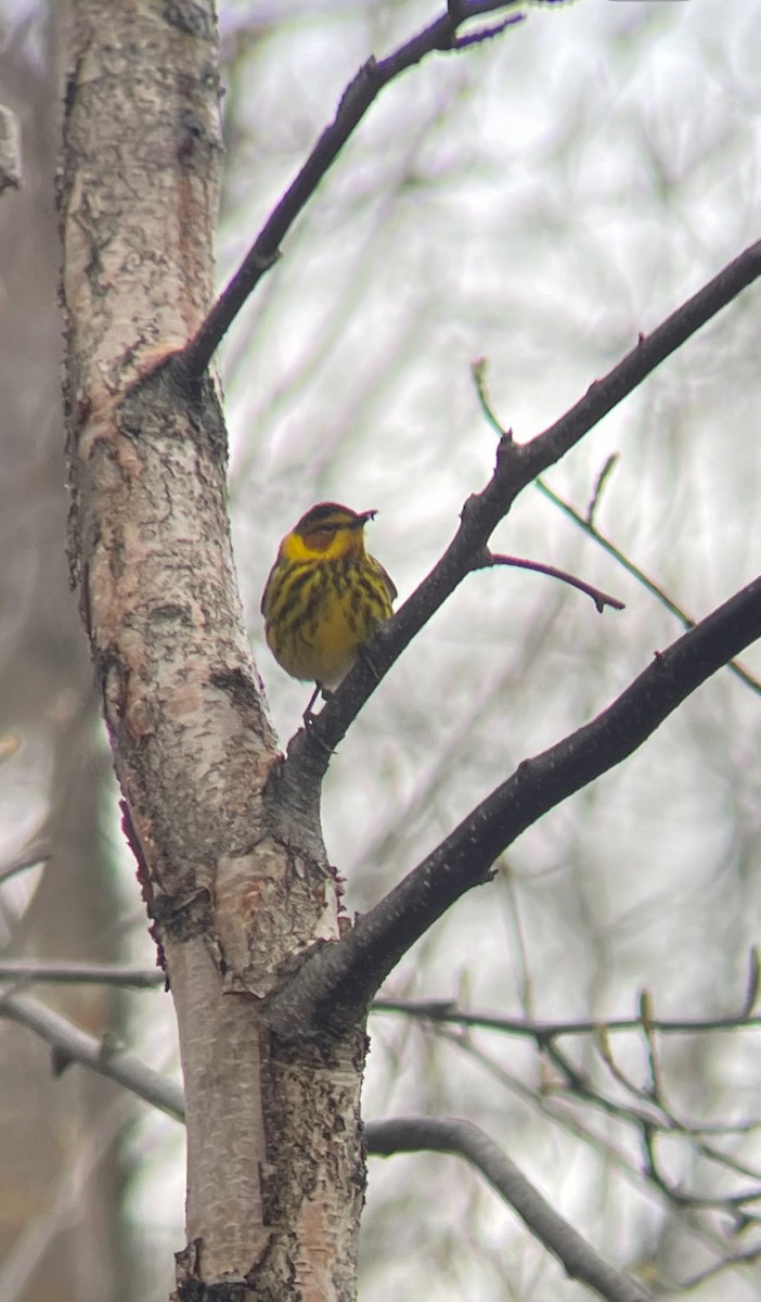 Cape May Warbler - Andrew Goldfarb