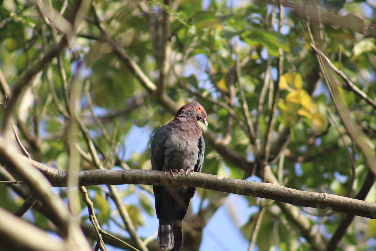 Scaly-naped Pigeon - Damaris Cardona Aponte