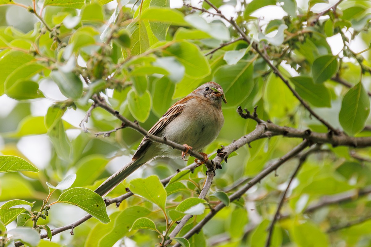Field Sparrow - ML618856651