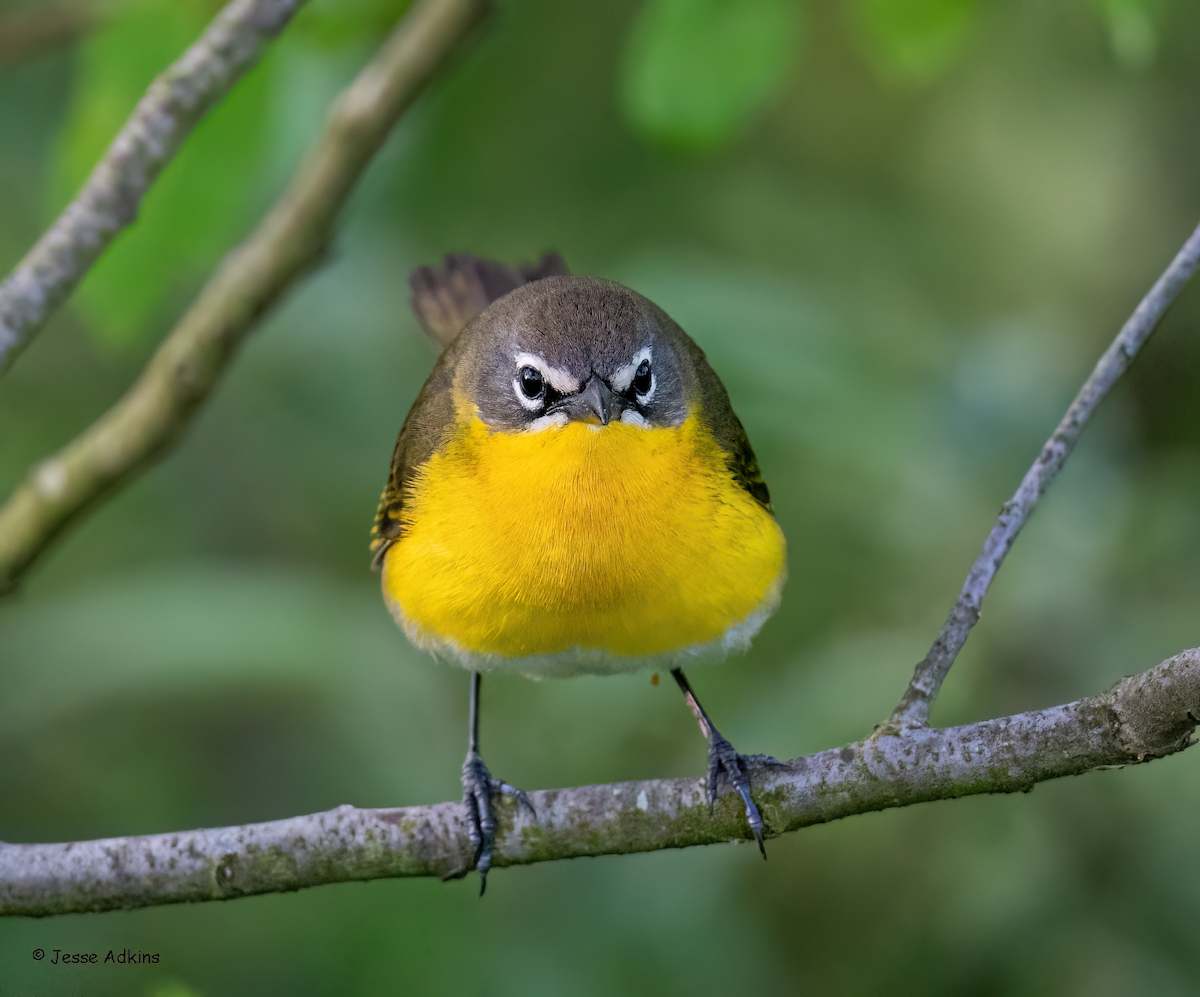 Yellow-breasted Chat - ML618856689