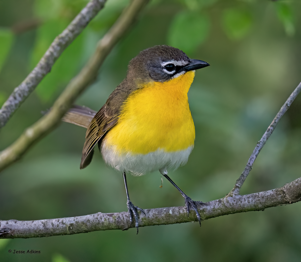 Yellow-breasted Chat - ML618856690