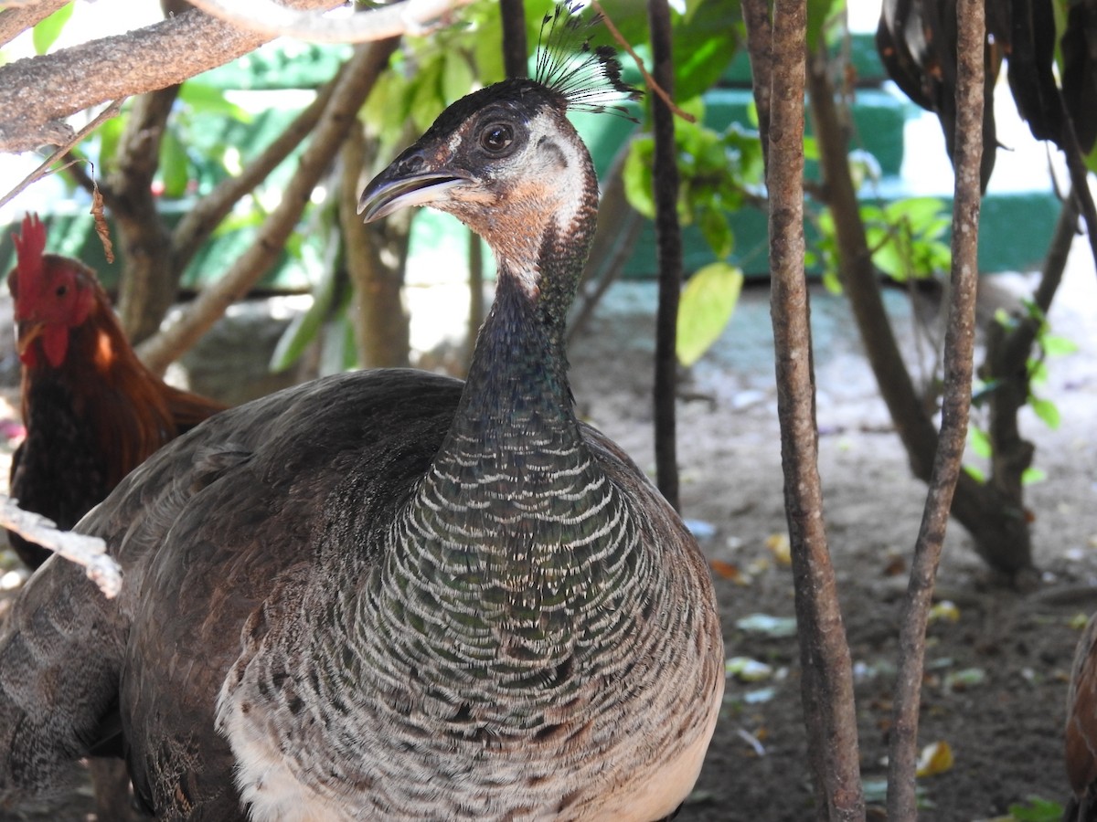 Indian Peafowl (Domestic type) - ML618856693