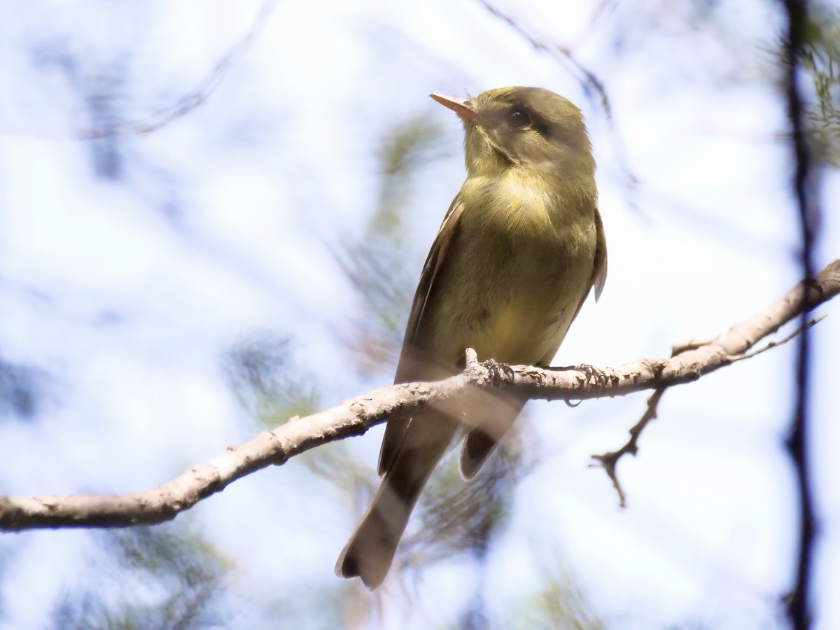 Yellow-bellied Flycatcher - Martin Byhower