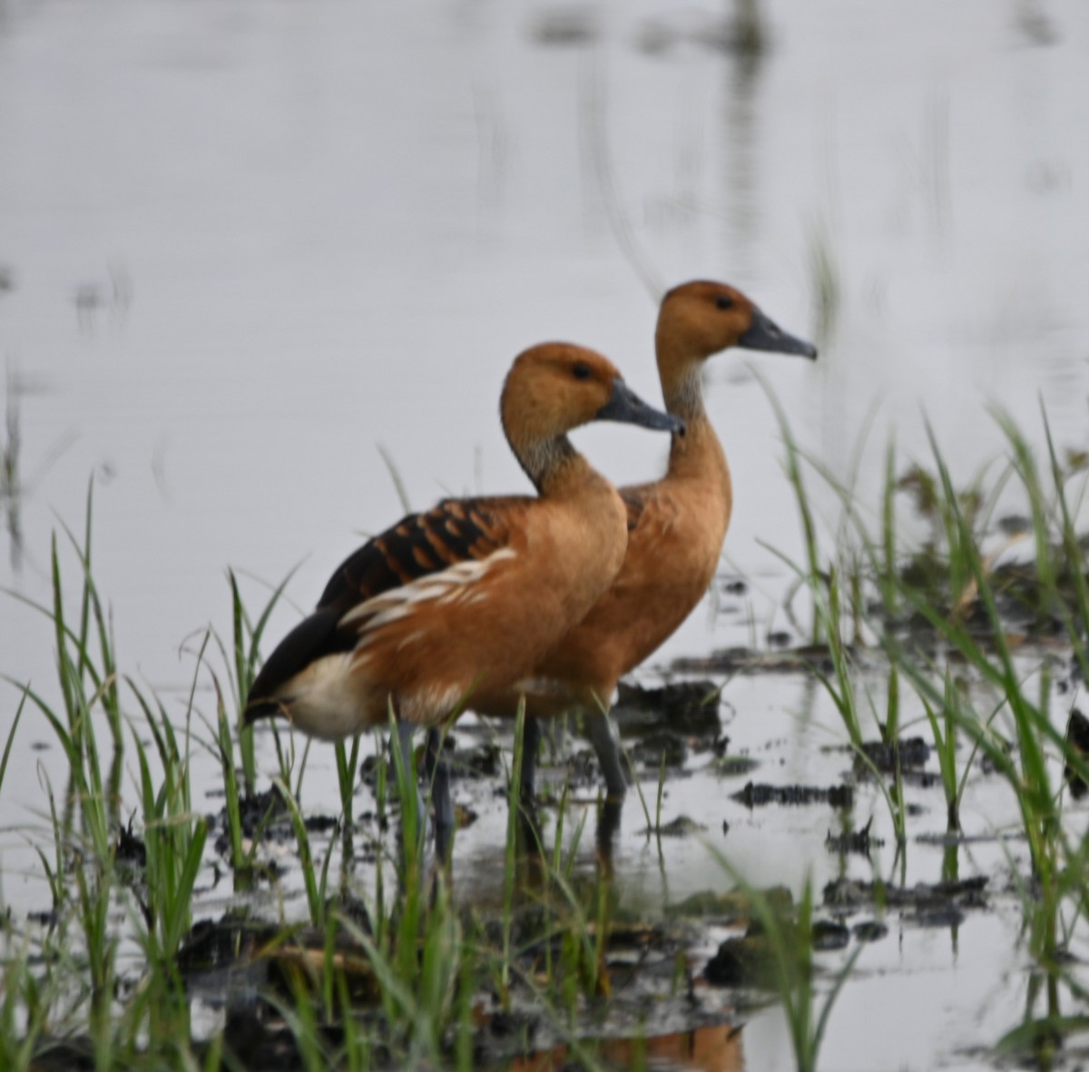 Fulvous Whistling-Duck - ML618856736