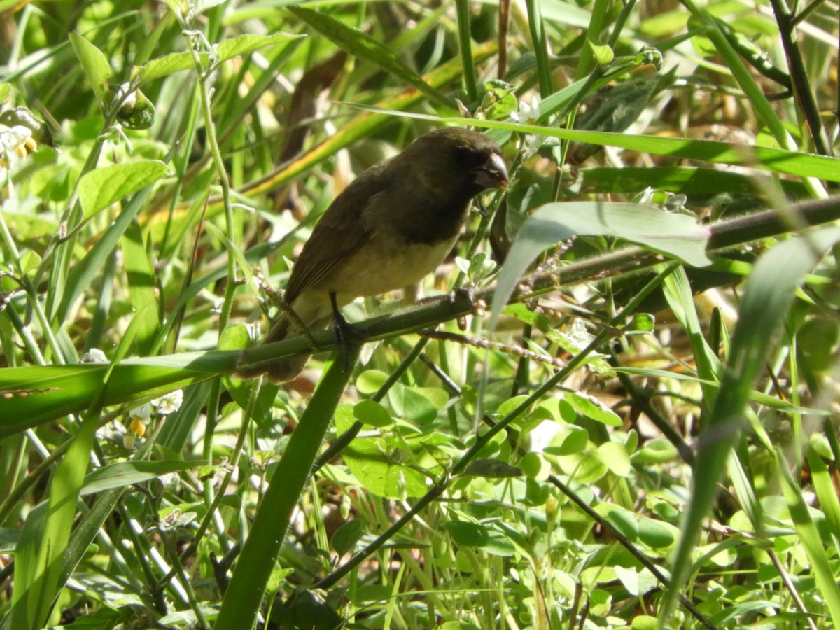 Yellow-bellied Seedeater - ML618856799