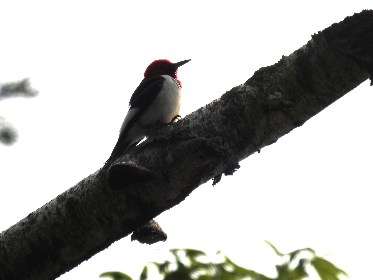 Red-headed Woodpecker - ML618856838
