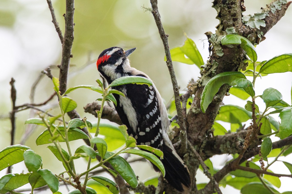 Downy Woodpecker - William Clark
