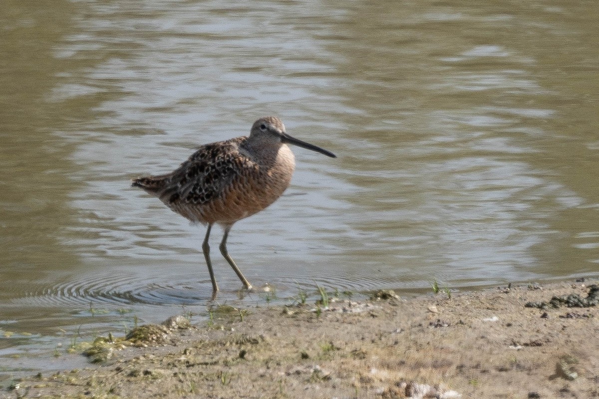 Long-billed Dowitcher - ML618856859