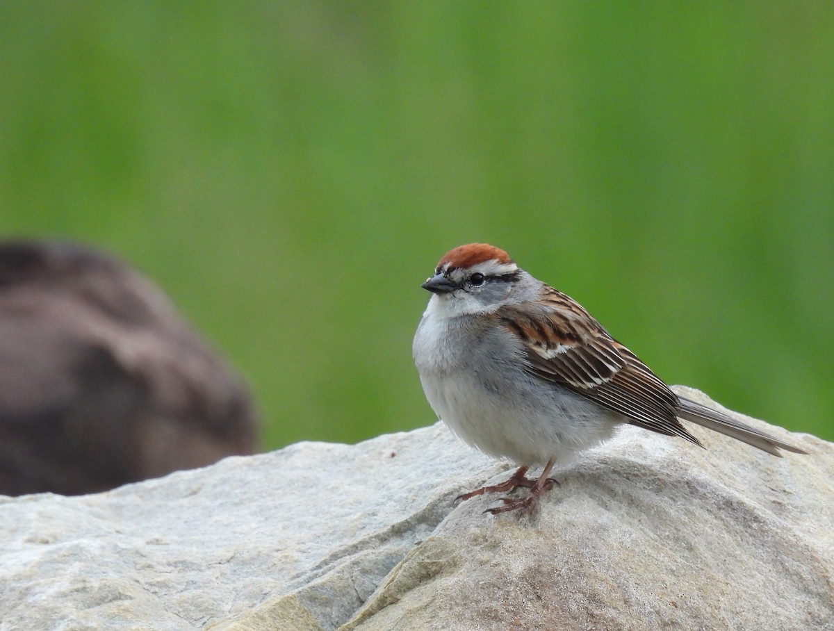 Chipping Sparrow - ML618856862