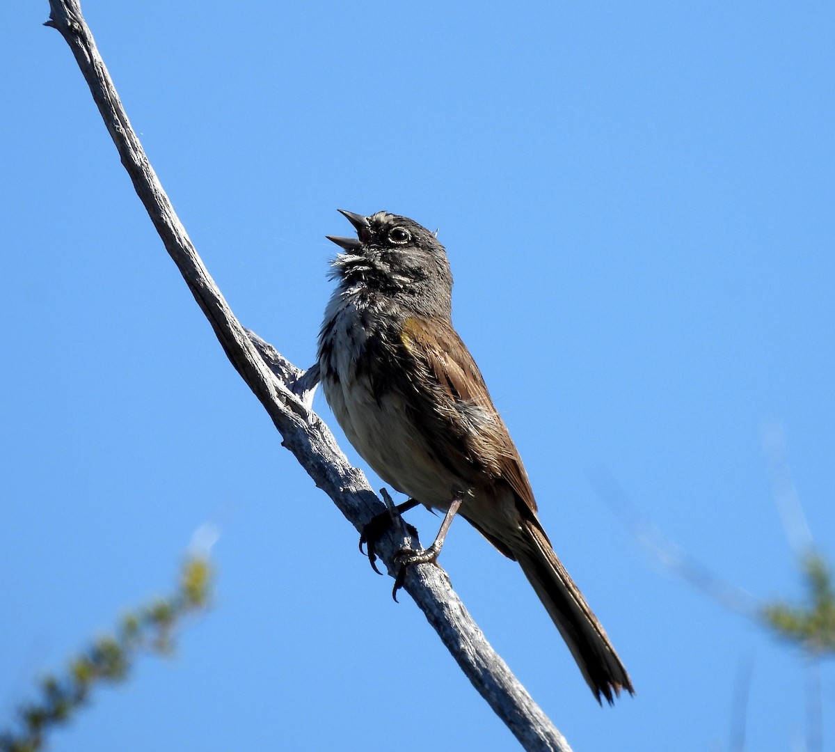 Bell's Sparrow (belli) - ML618856947