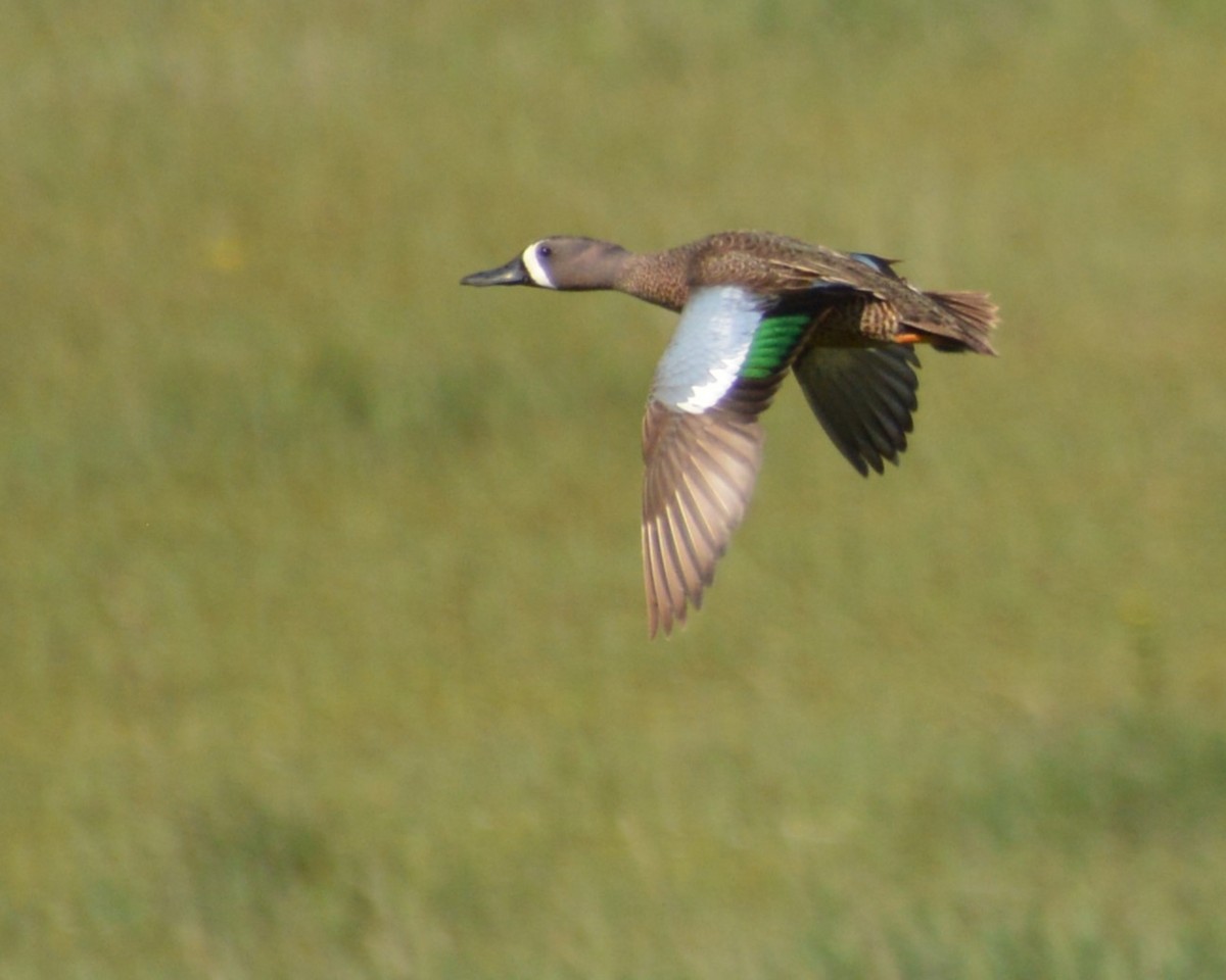 Blue-winged Teal - ML618856982
