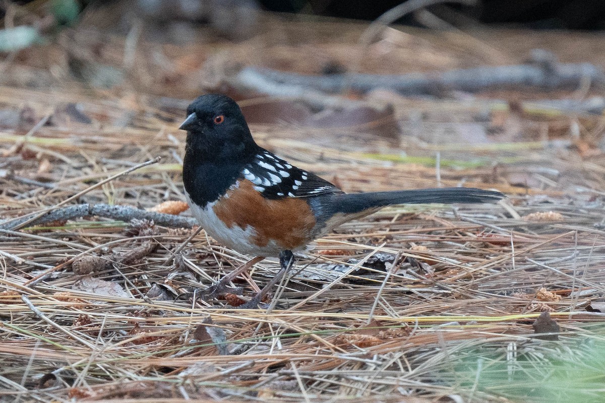 Spotted Towhee - ML618856987