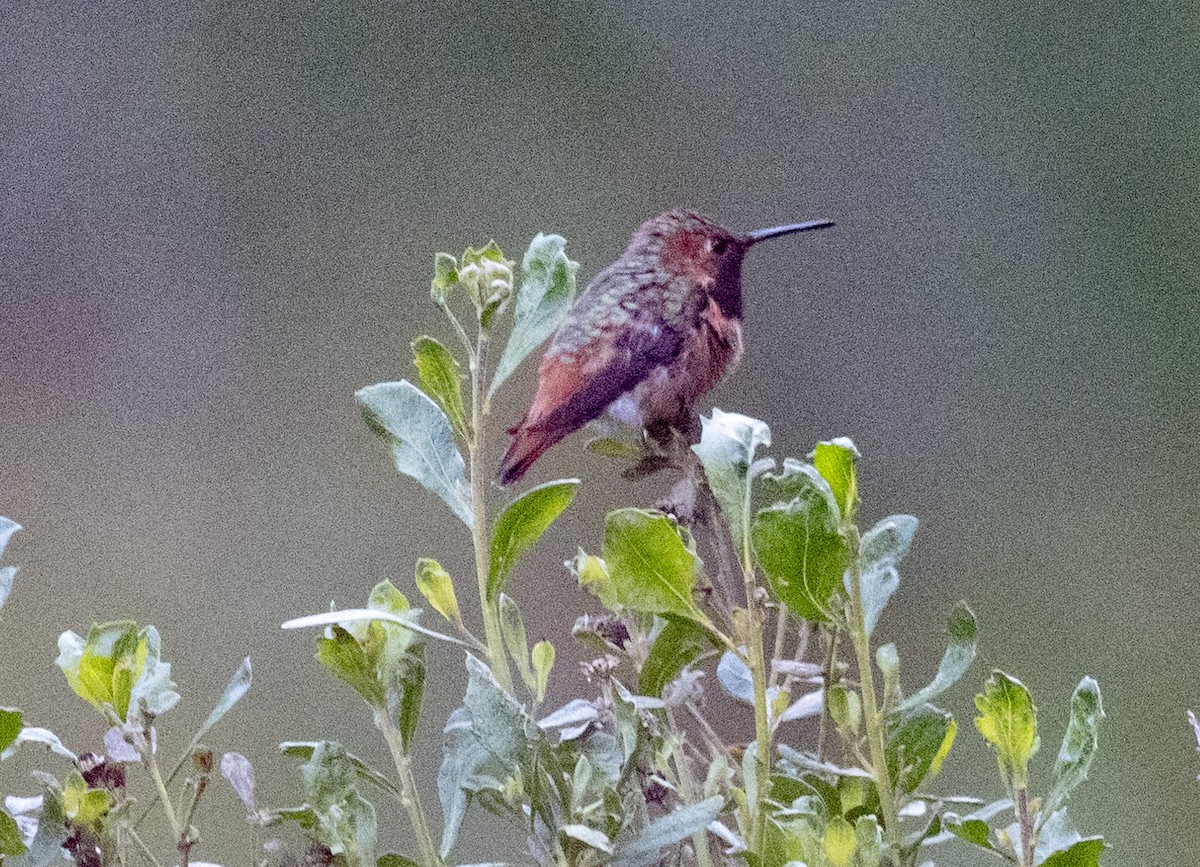 Allen's Hummingbird - Mark Rauzon