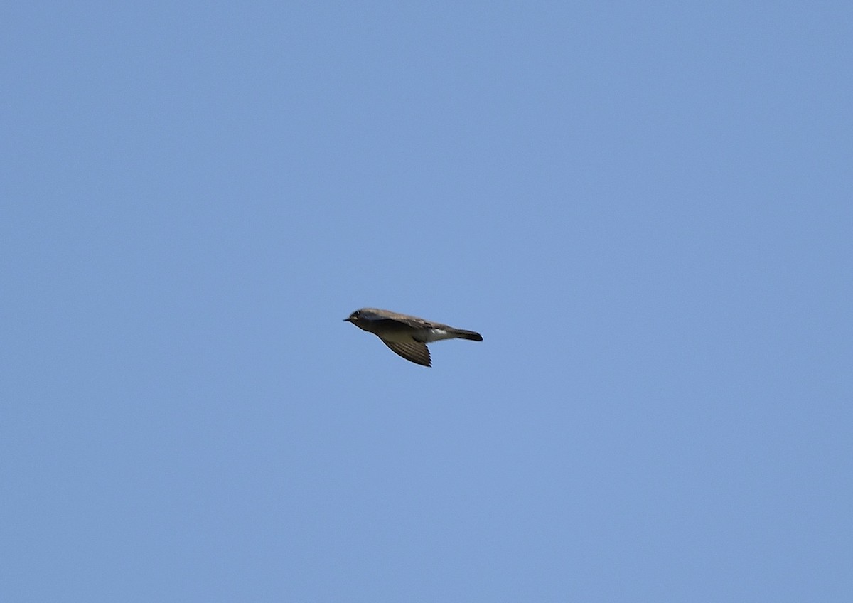 Northern Rough-winged Swallow - ML618857031