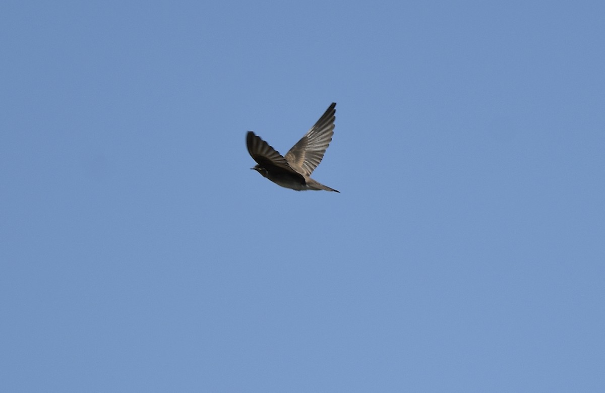 Northern Rough-winged Swallow - JoAnna Clayton