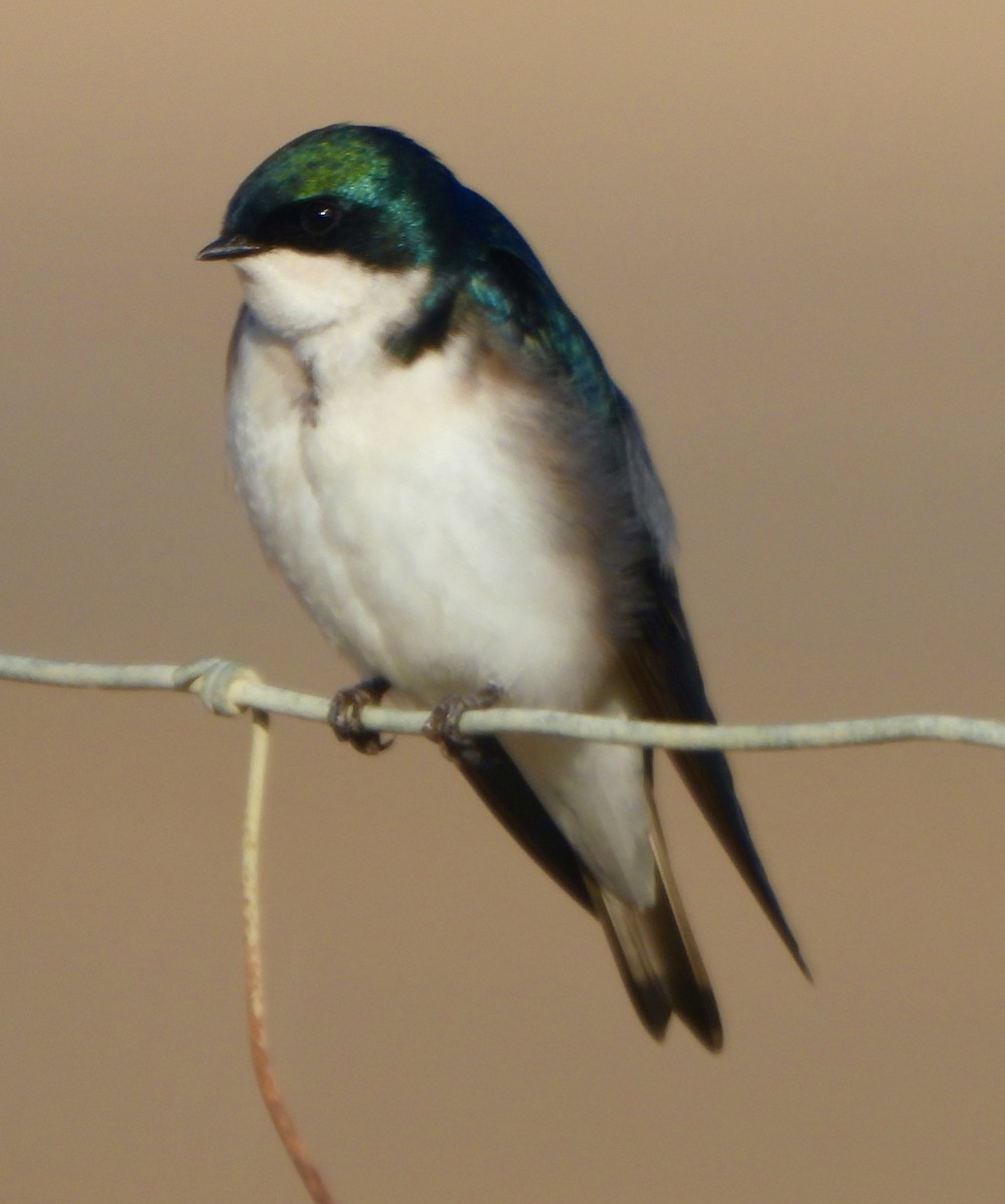 Violet-green Swallow - Jane Orbuch
