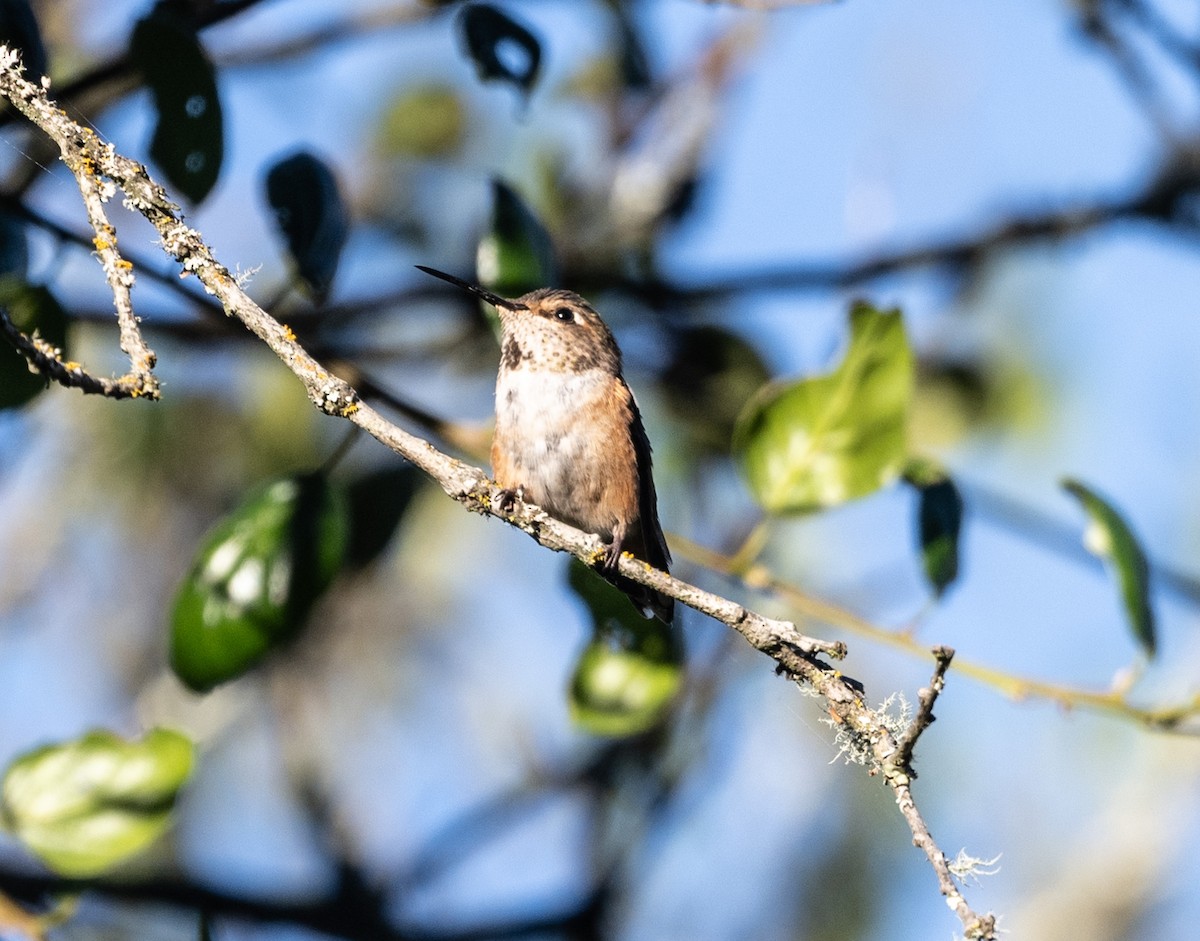 Allen's Hummingbird - Mark Rauzon
