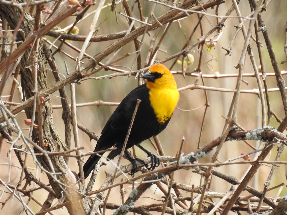 Yellow-headed Blackbird - ML618857064