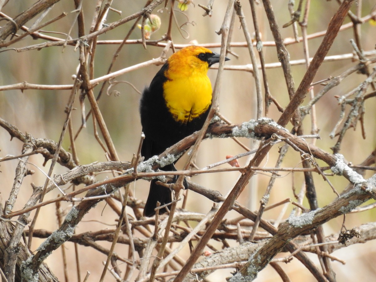 Yellow-headed Blackbird - ML618857111