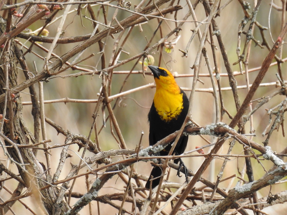 Yellow-headed Blackbird - ML618857120