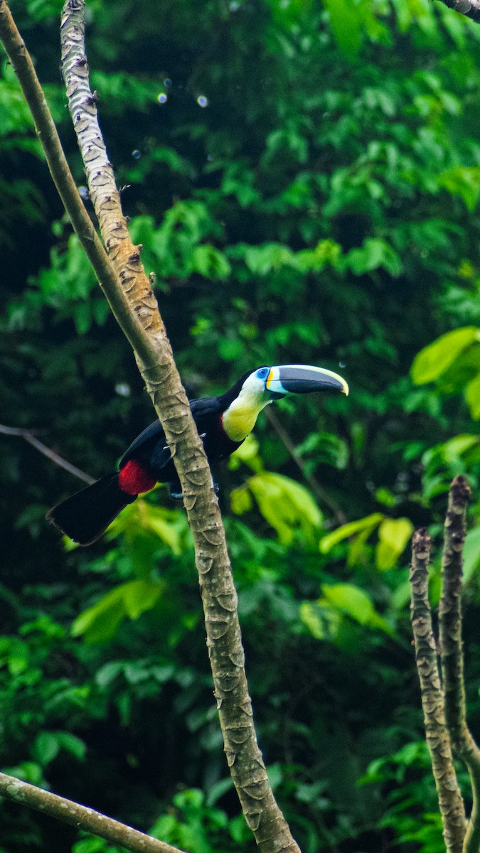 Channel-billed Toucan (Citron-throated) - ML618857245