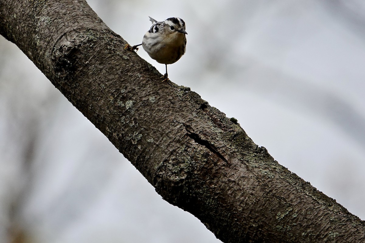 Black-and-white Warbler - ML618857257