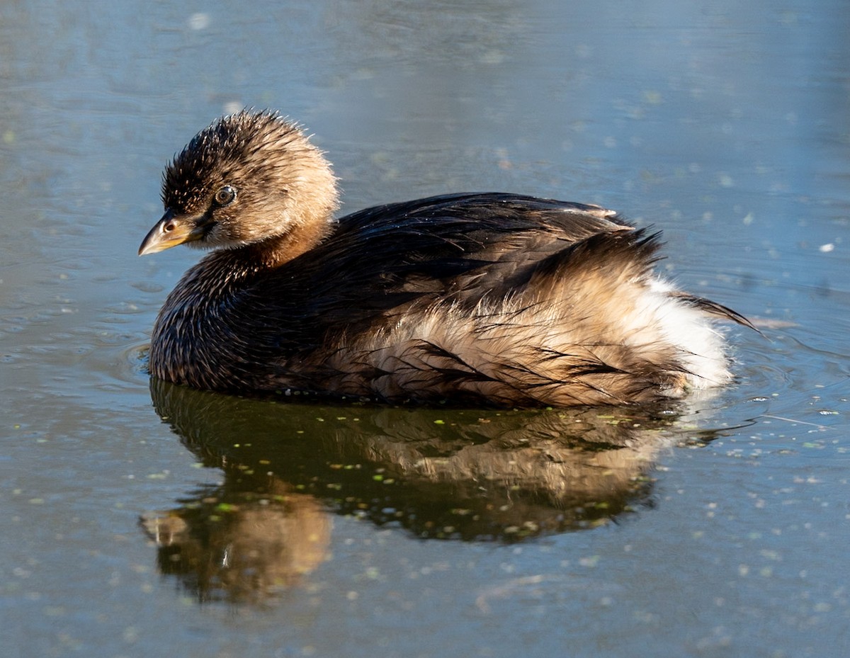 Pied-billed Grebe - Marcus Müller