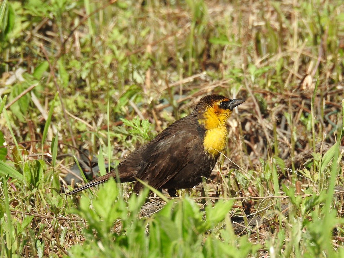 Yellow-headed Blackbird - ML618857299