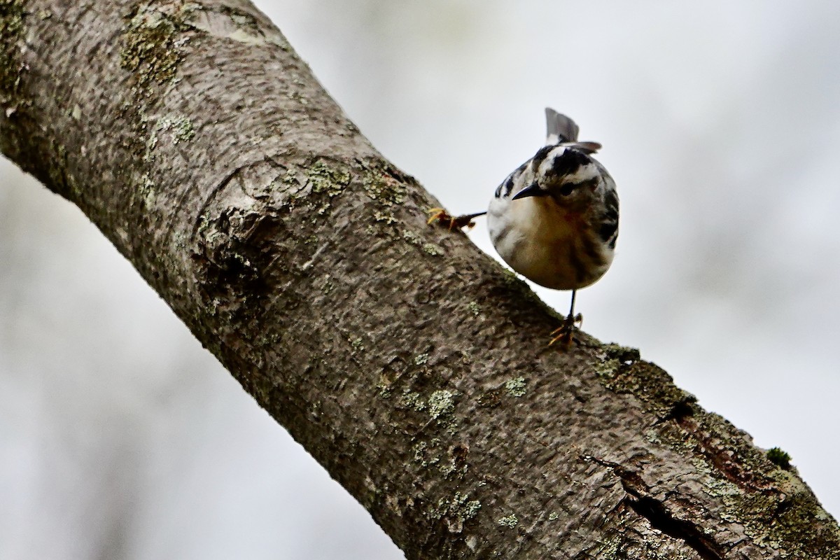 Black-and-white Warbler - ML618857312
