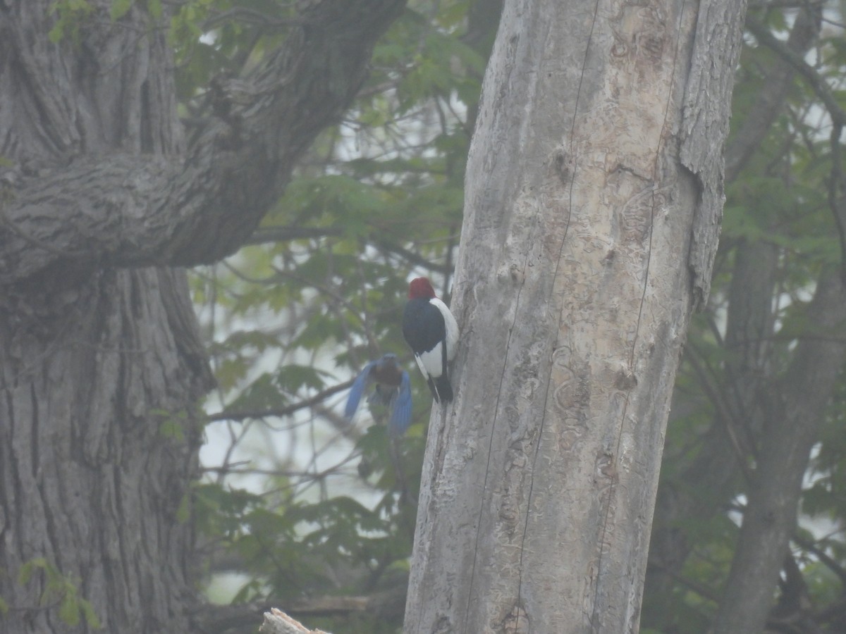 Red-headed Woodpecker - ML618857322