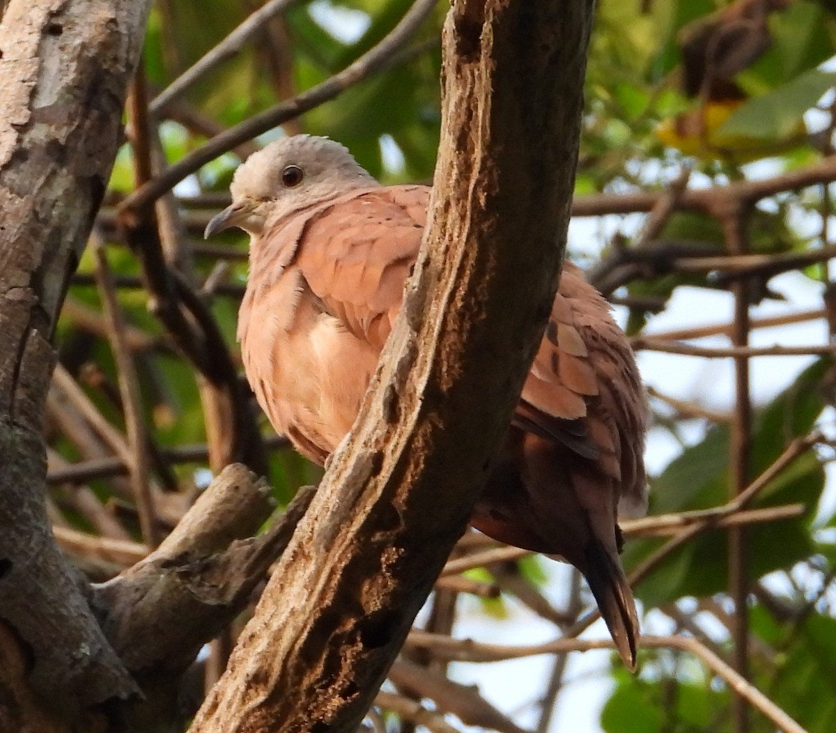 Plain-breasted Ground Dove - ML618857341
