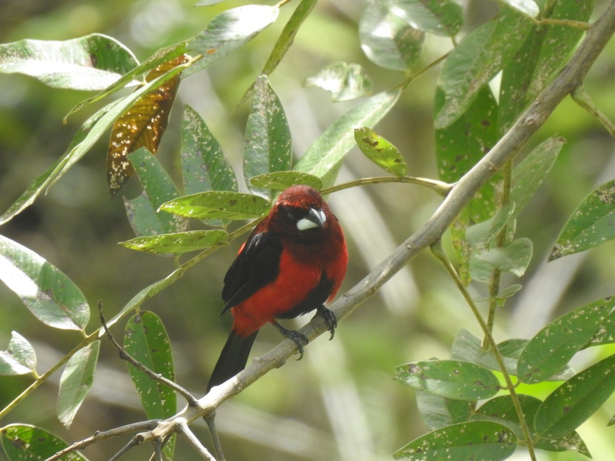 Crimson-backed Tanager - Sergio andres Sanchez Torres