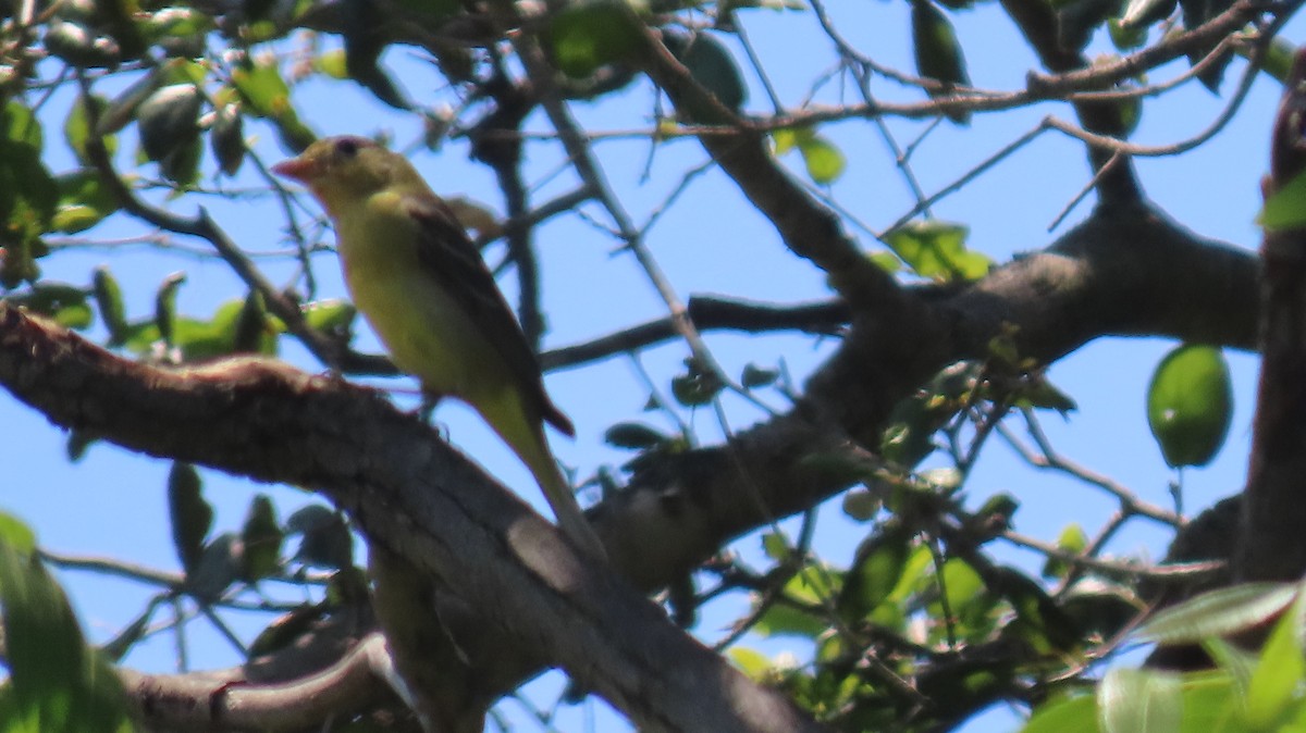 Western Tanager - ML618857382