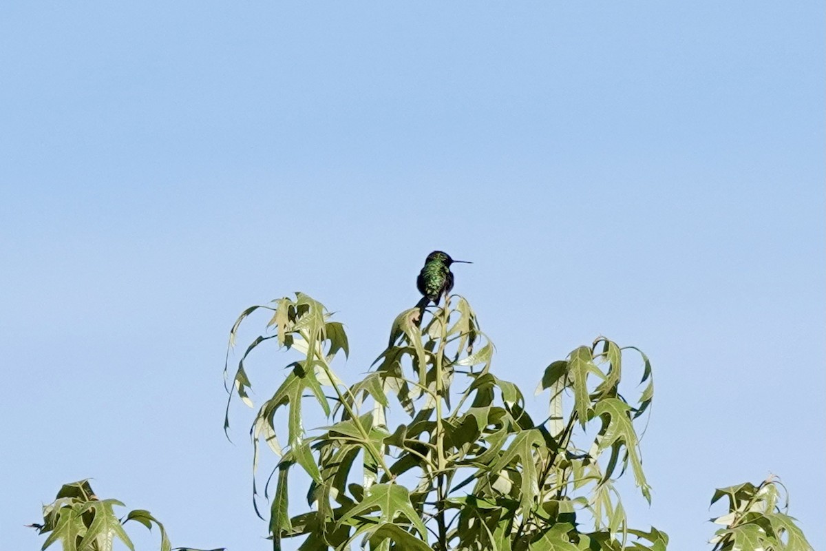 Ruby-throated Hummingbird - Matthew Auchter