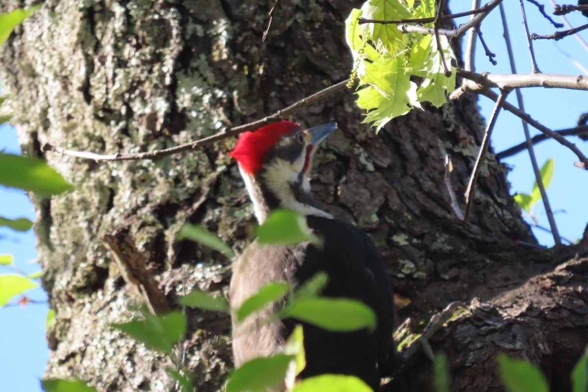 Pileated Woodpecker - Mike Gooley