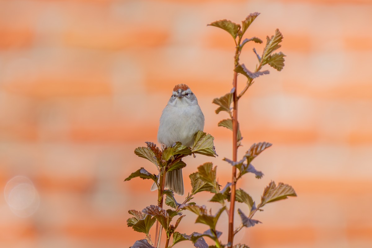 Chipping Sparrow - Robert Raker