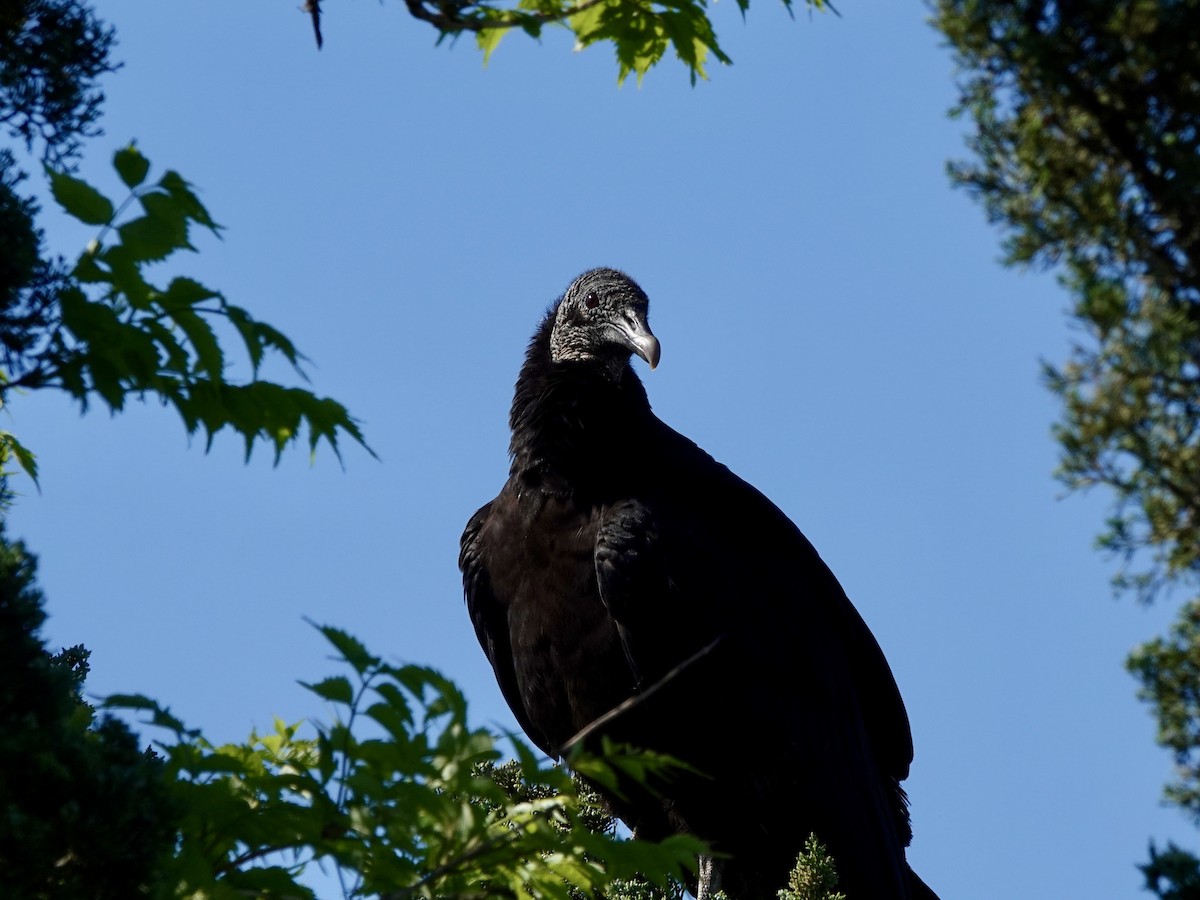 Black Vulture - Matthew Auchter