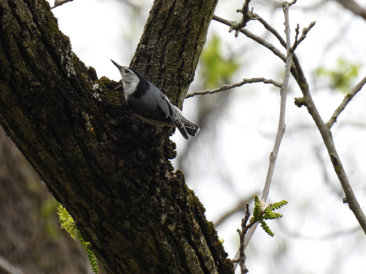 White-breasted Nuthatch - ML618857468