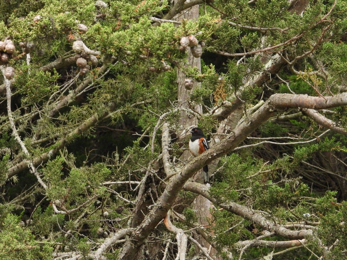 Spotted Towhee - ML618857491