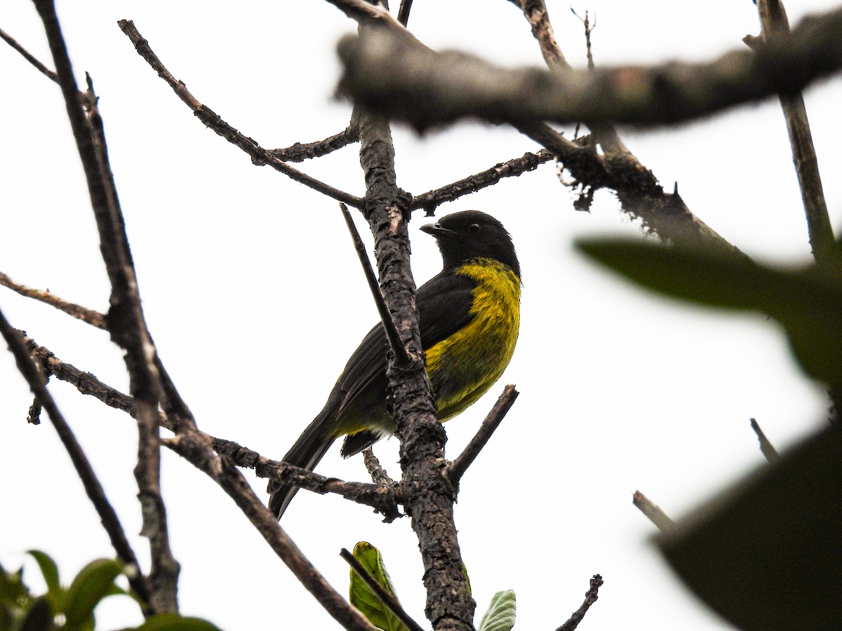 Black-and-yellow Silky-flycatcher - ML618857501