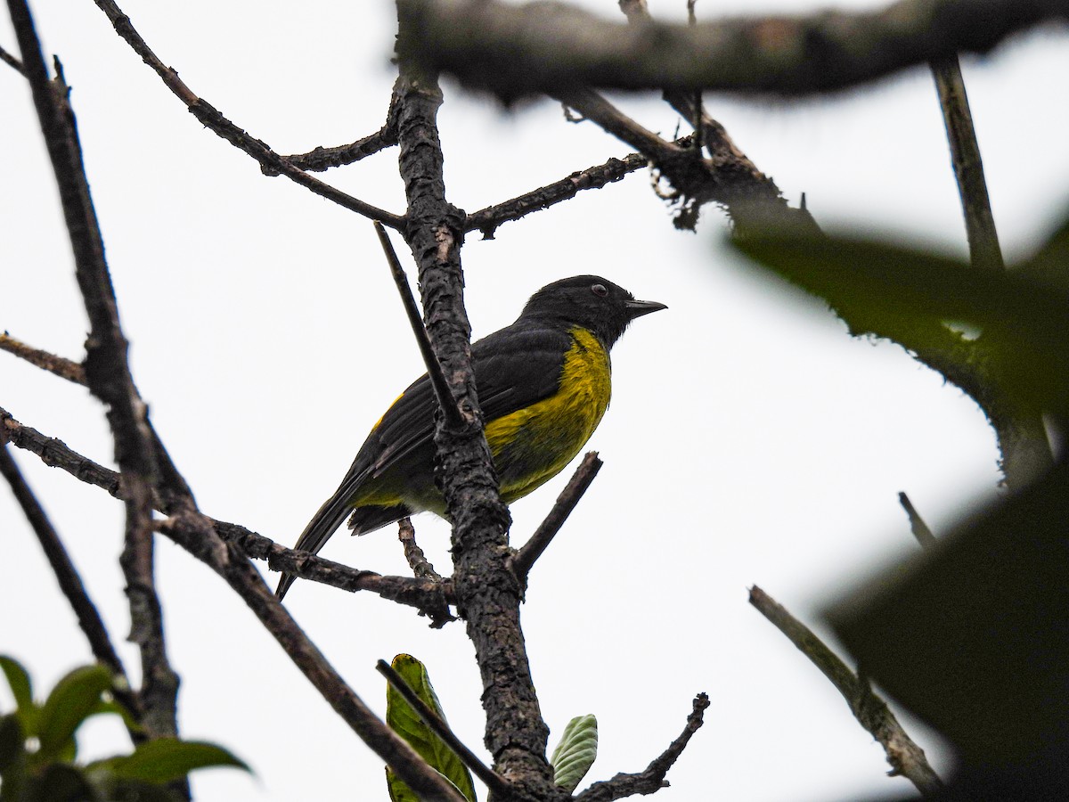 Black-and-yellow Silky-flycatcher - Bryan Montoya L