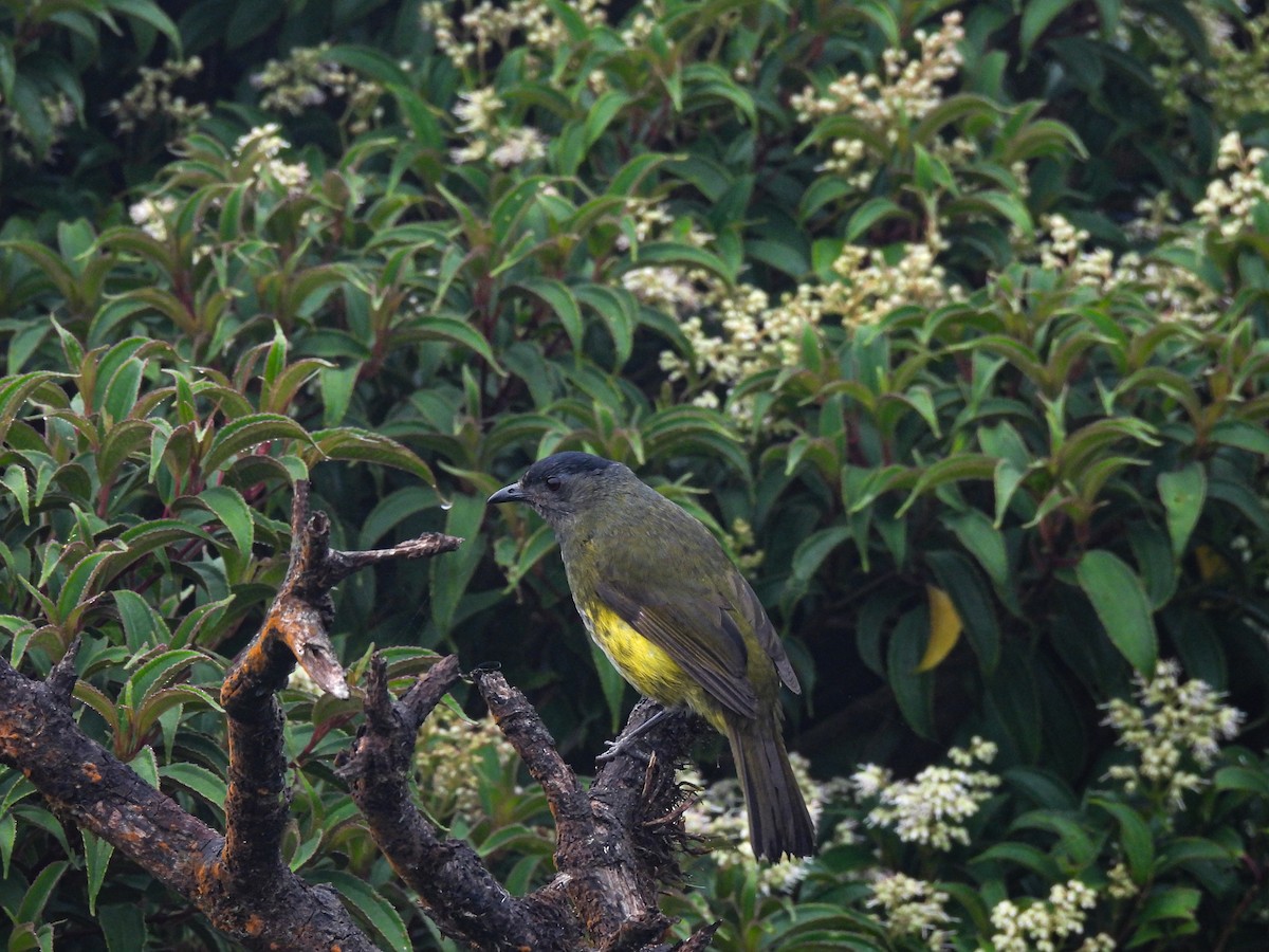 Black-and-yellow Silky-flycatcher - ML618857503