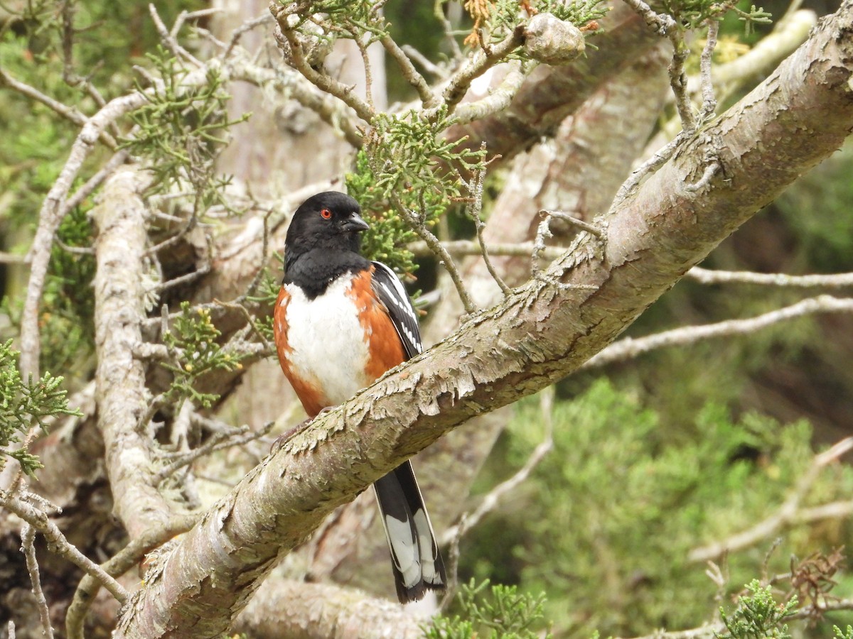 Spotted Towhee - ML618857518