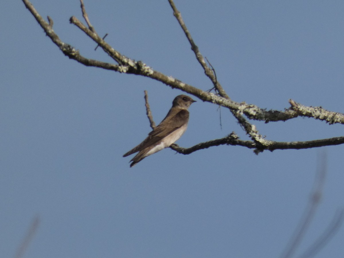 Northern Rough-winged Swallow - ML618857526