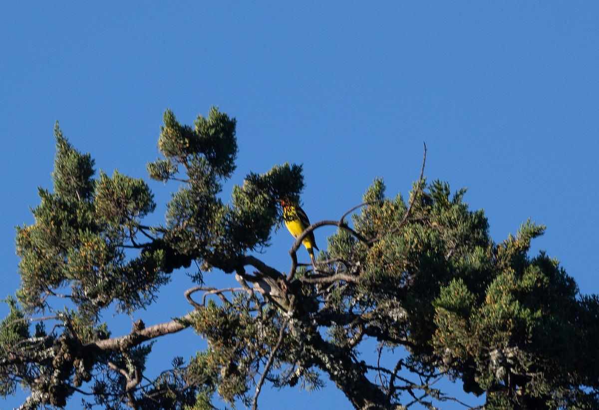 Western Tanager - ML618857534
