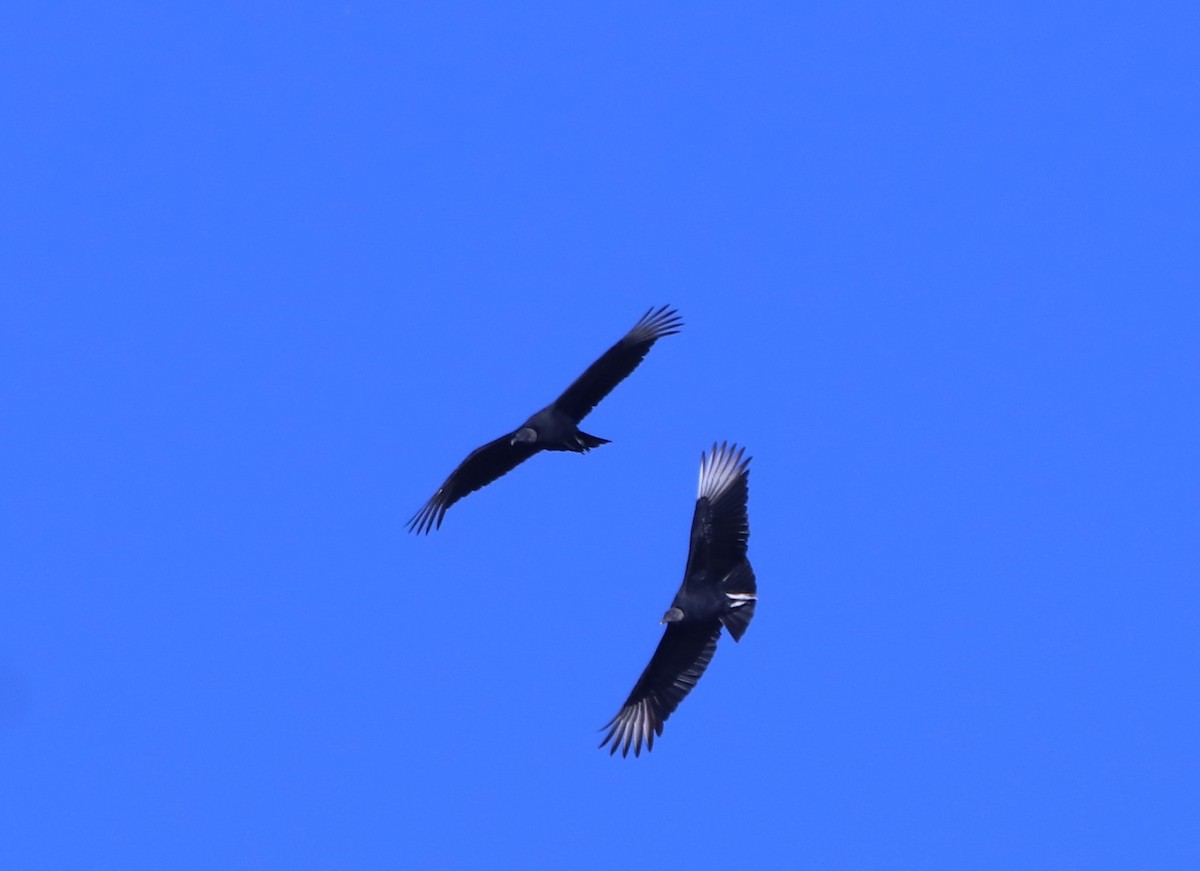 Black Vulture - Suzana Arakaki